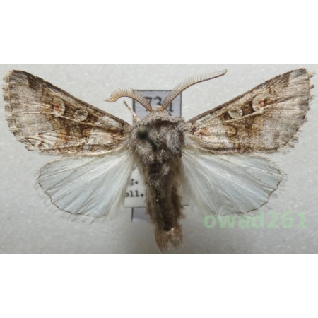 Cleoceris scoriacea (Esper, 1789) Slovakia73a